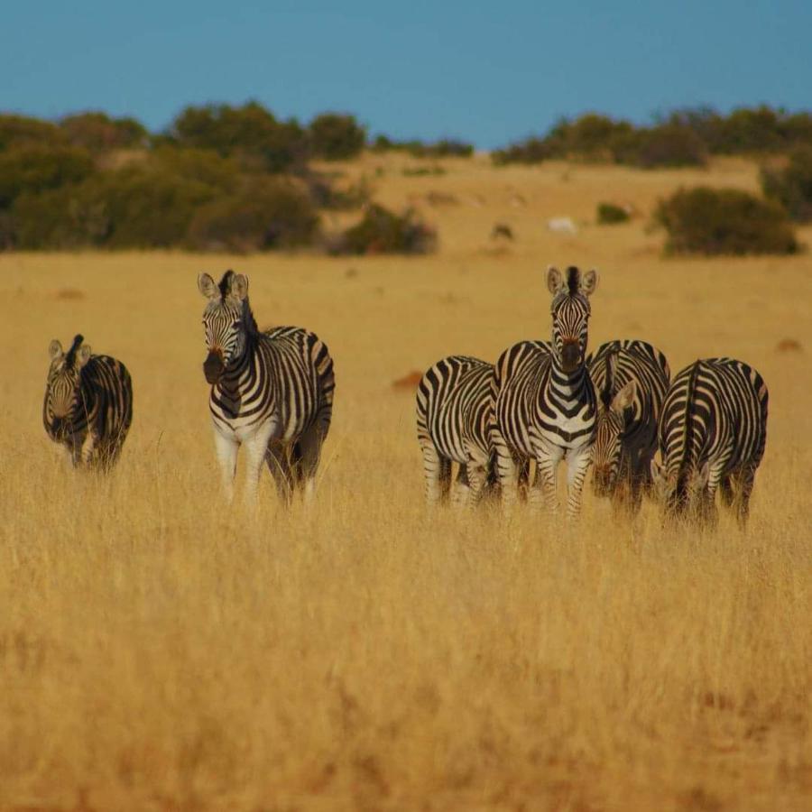 Letsatsi Game Lodge Smithfield Dış mekan fotoğraf