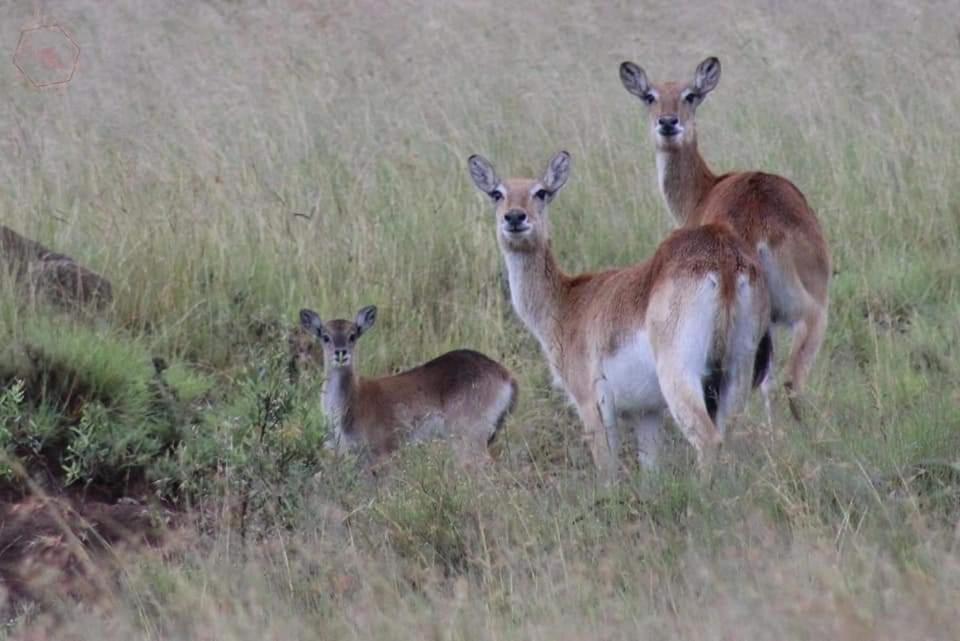 Letsatsi Game Lodge Smithfield Dış mekan fotoğraf