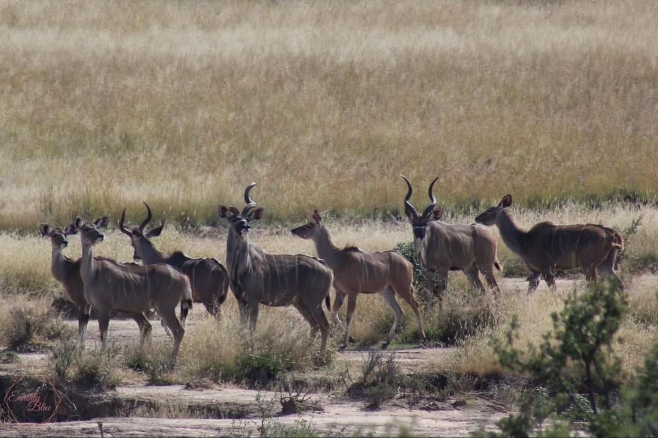 Letsatsi Game Lodge Smithfield Dış mekan fotoğraf