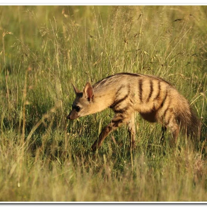 Letsatsi Game Lodge Smithfield Dış mekan fotoğraf